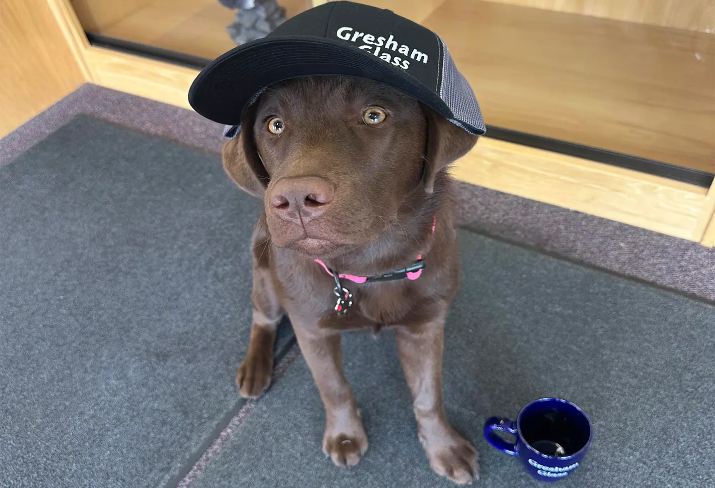 Brown puppy wearing a Gresham Glass branded hat sitting indoors next to a blue Gresham Glass coffee mug